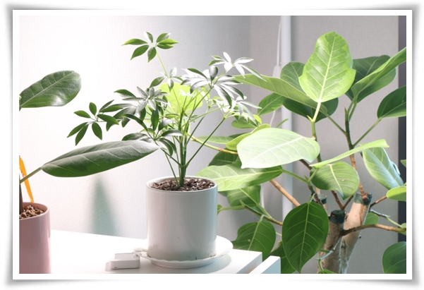 &quot;홍콩야자 키우기&quot; 실내 정원 가꾸기에 매력적인 식물!