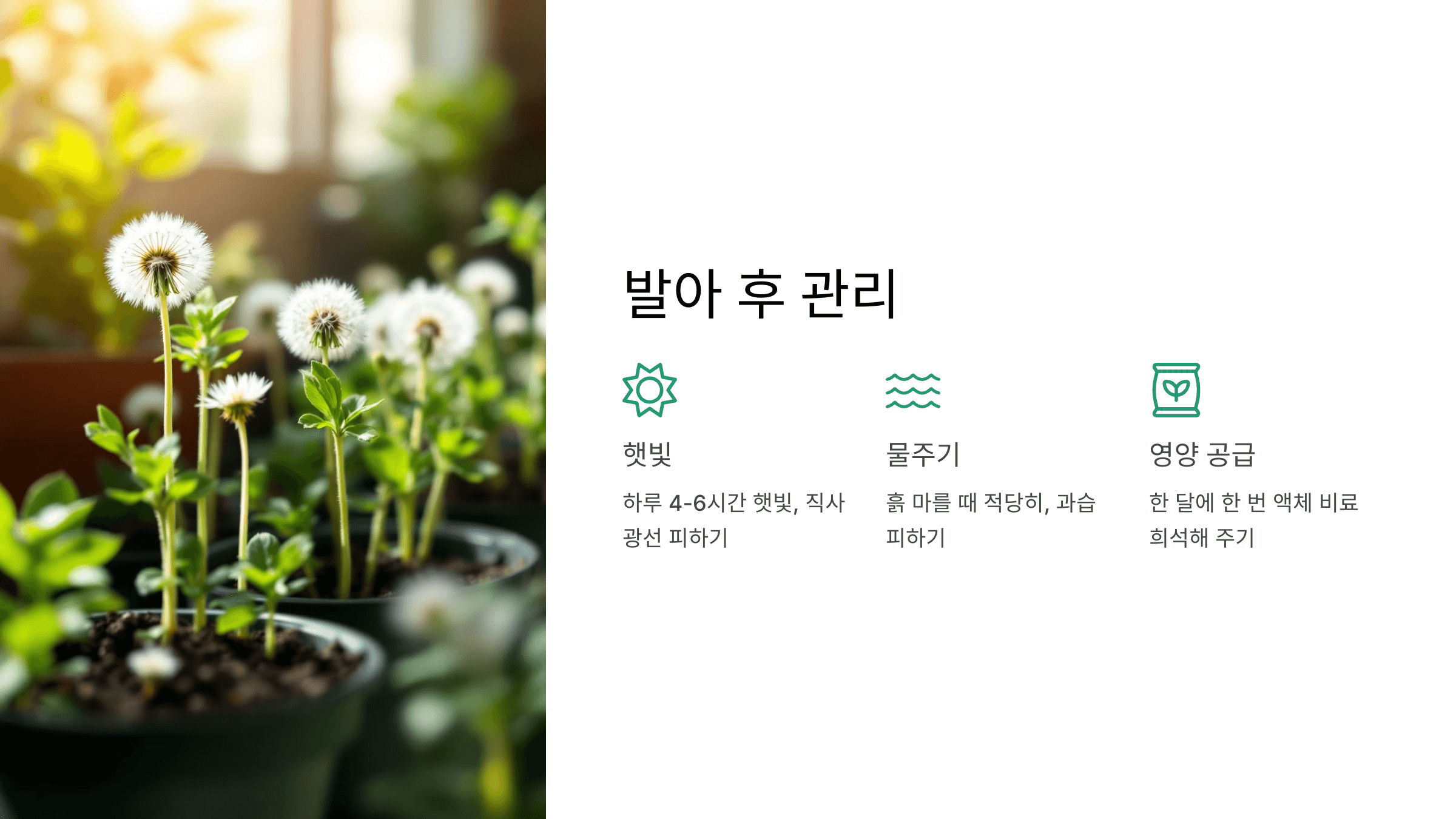 흰민들레 사진입니다.