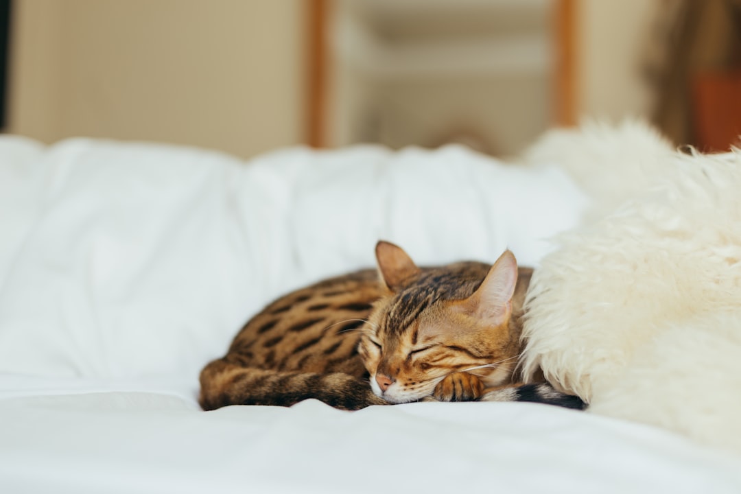 Cat News