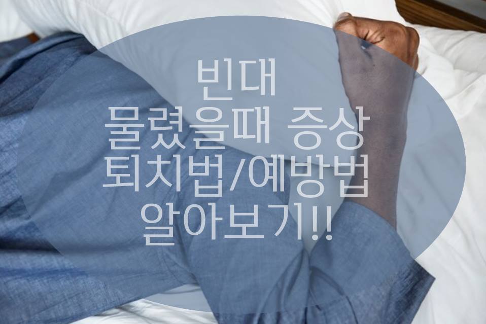 ktx 빈대