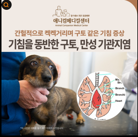 강아지 호흡기 질환 폐렴·기관허탈·기관지염에서 심장병으로 발달한다면?