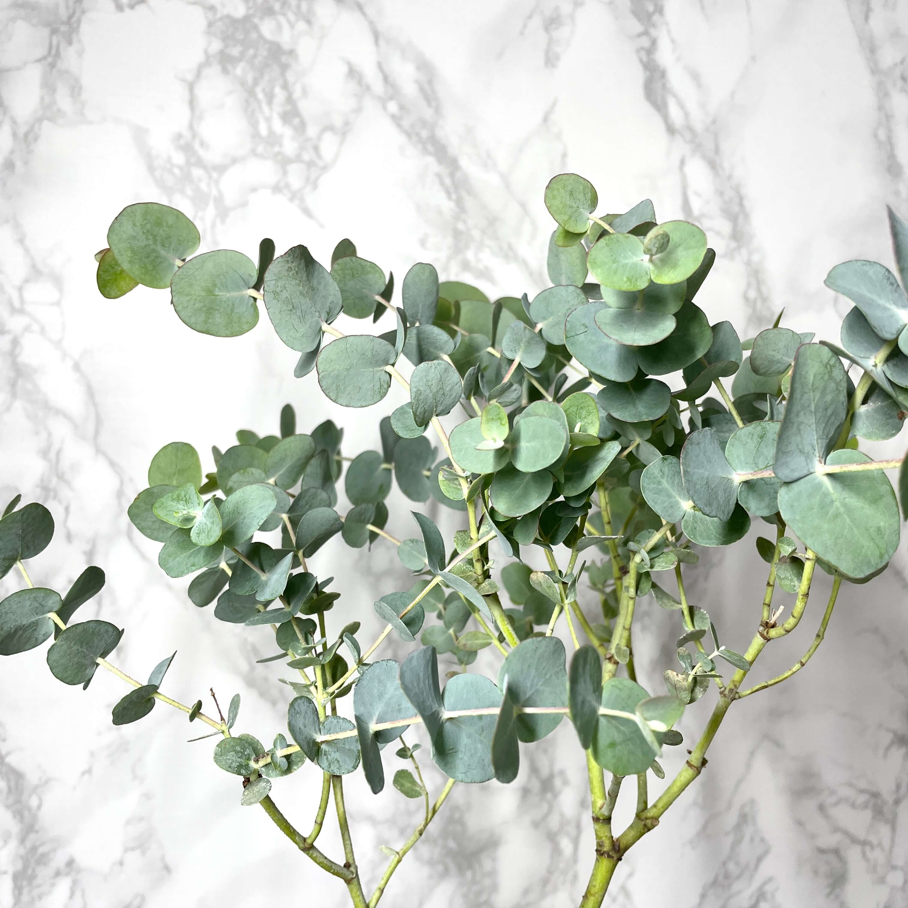 유칼립투스 키우기