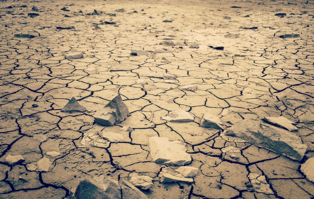 기미(己未)일주