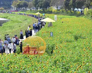 장성 황룡강 가을꽃축제_15