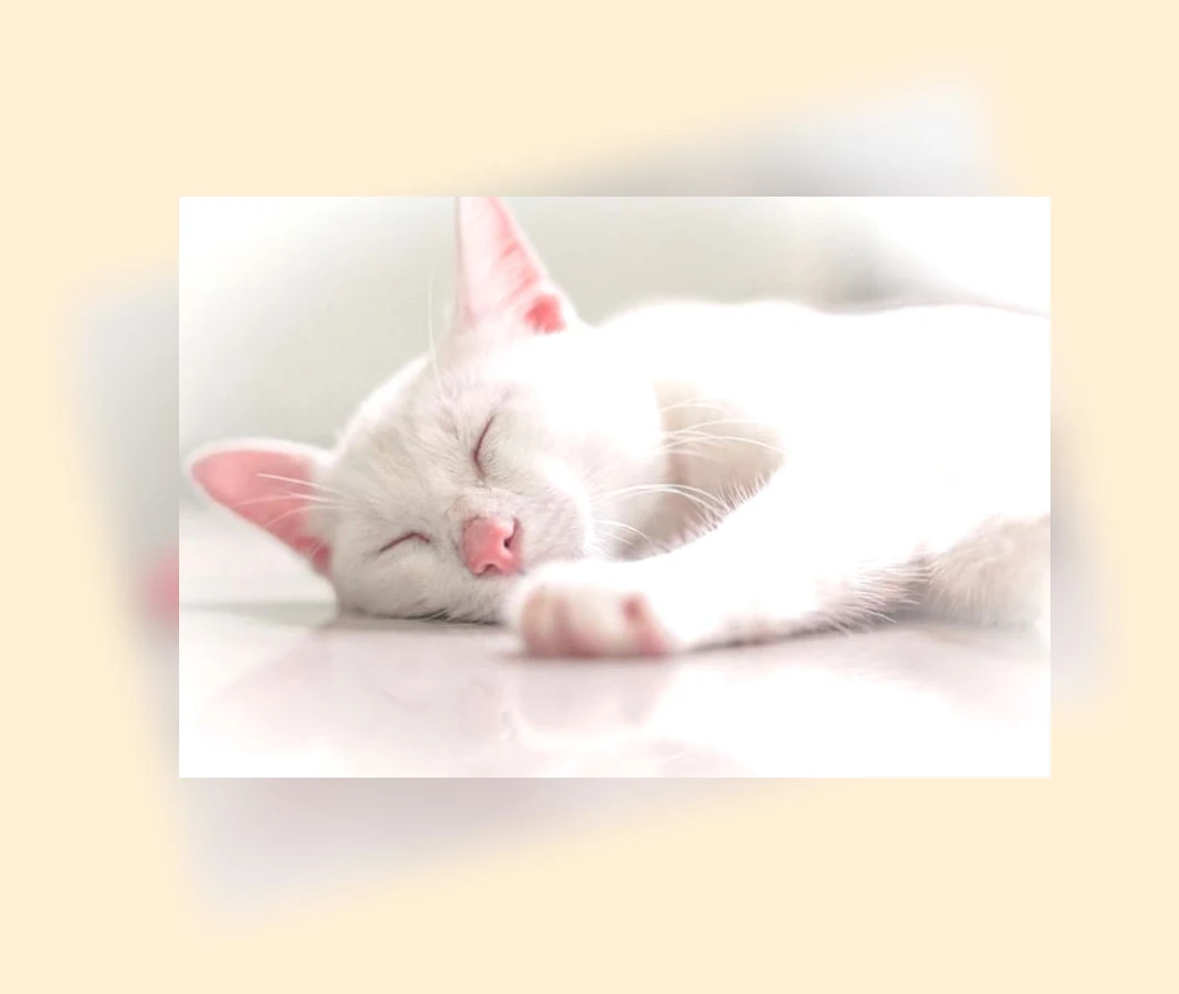 고양이 수면_3_subsection