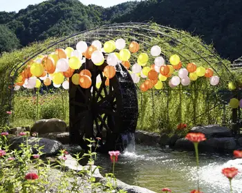 평창 백일홍 축제_11