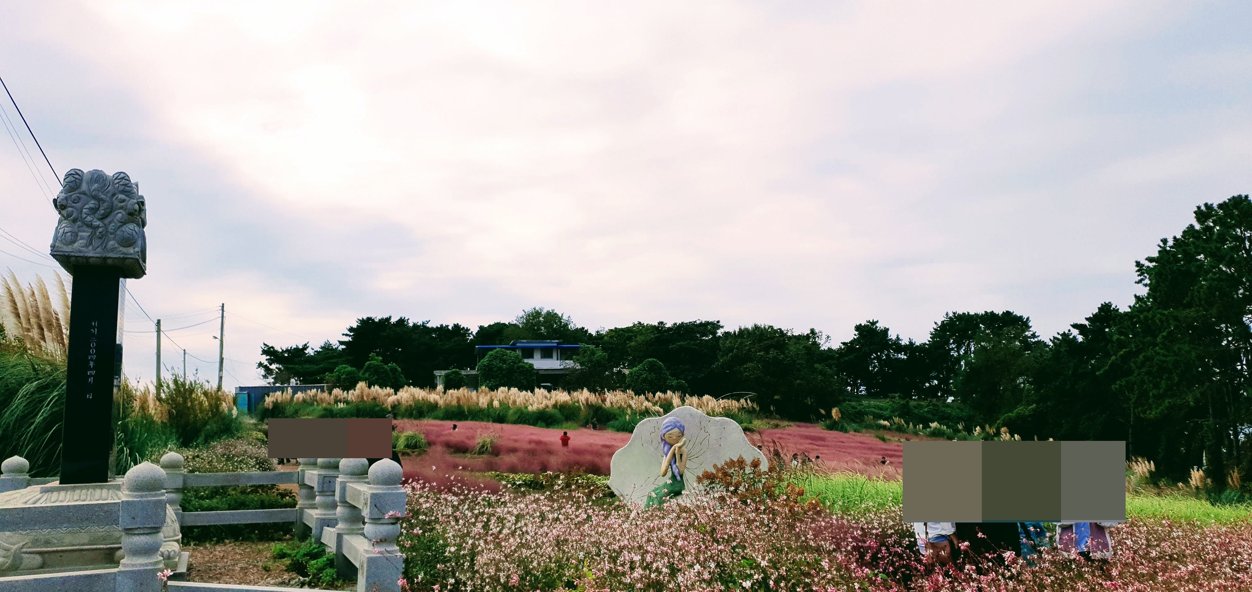 핑크뮬리조화
