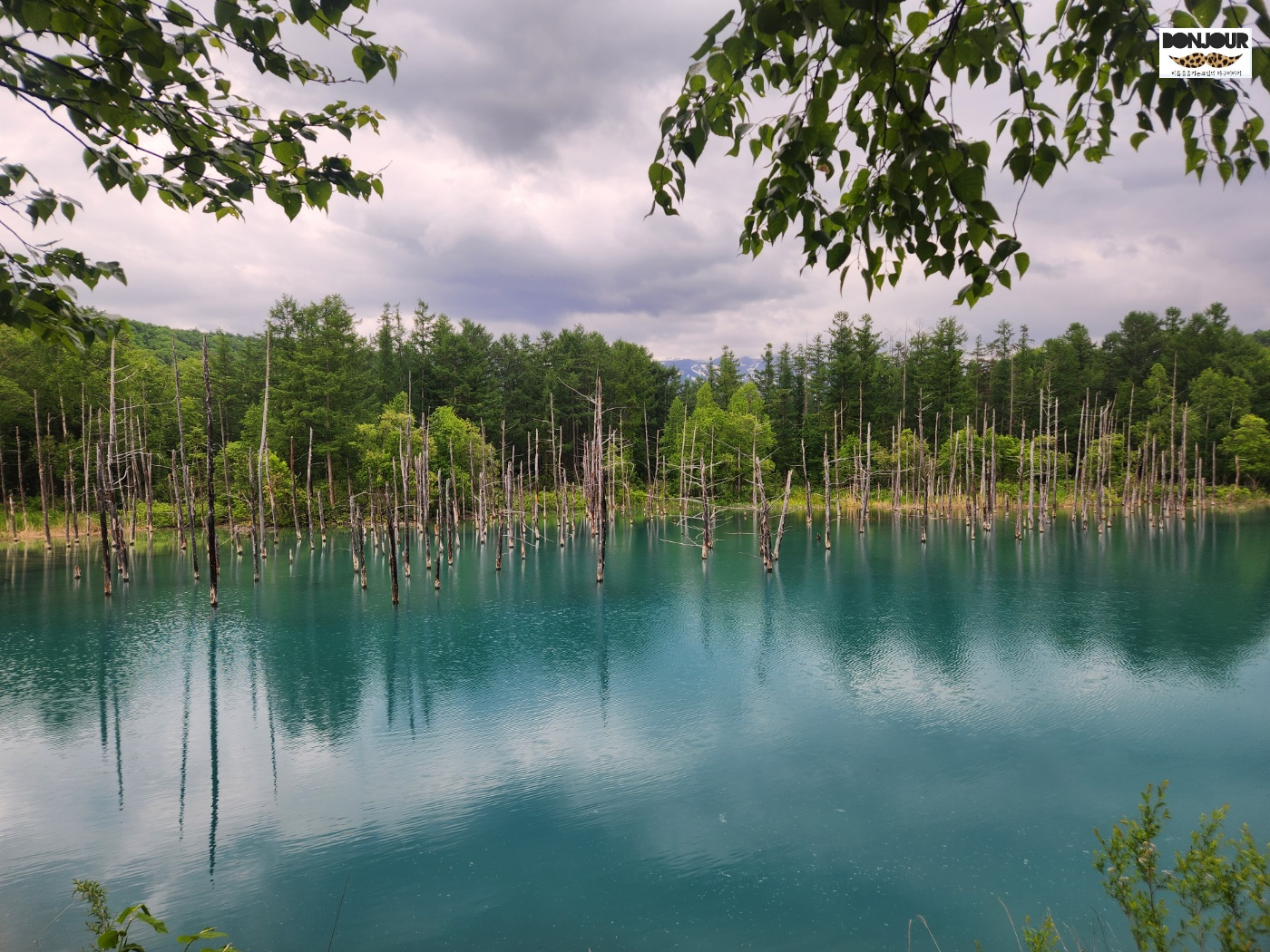 홋카이도 비에이 청의호수 푸른 물빛과 낙엽송 전경