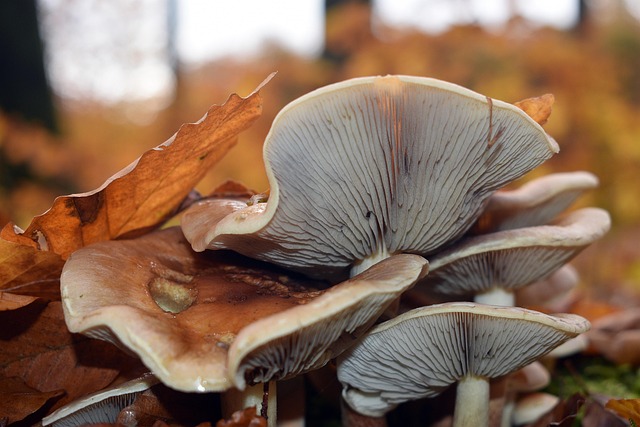 차가버섯부터 로디올라까지: 면역력을 높이는 슈퍼푸드의 모든 것