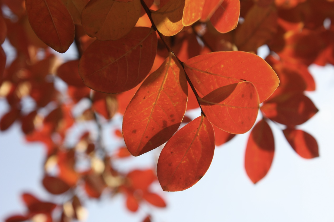 내장산 단풍절정시기