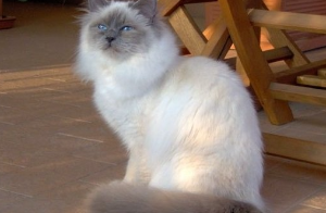 버먼에 많은 질병