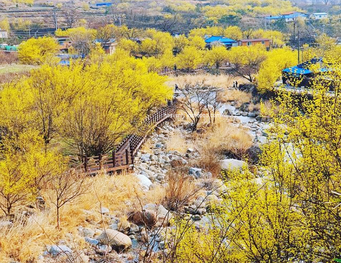 구례 산수유축제