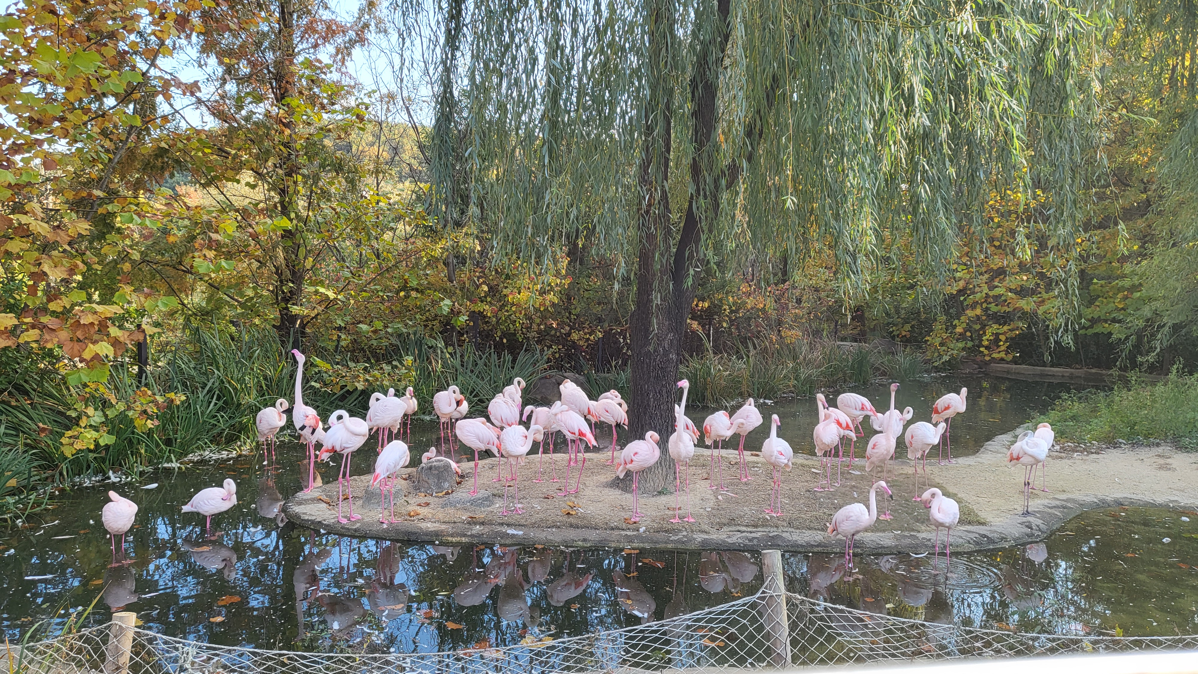 에버랜드 자유이용권 할인받는 꿀팁 총정리