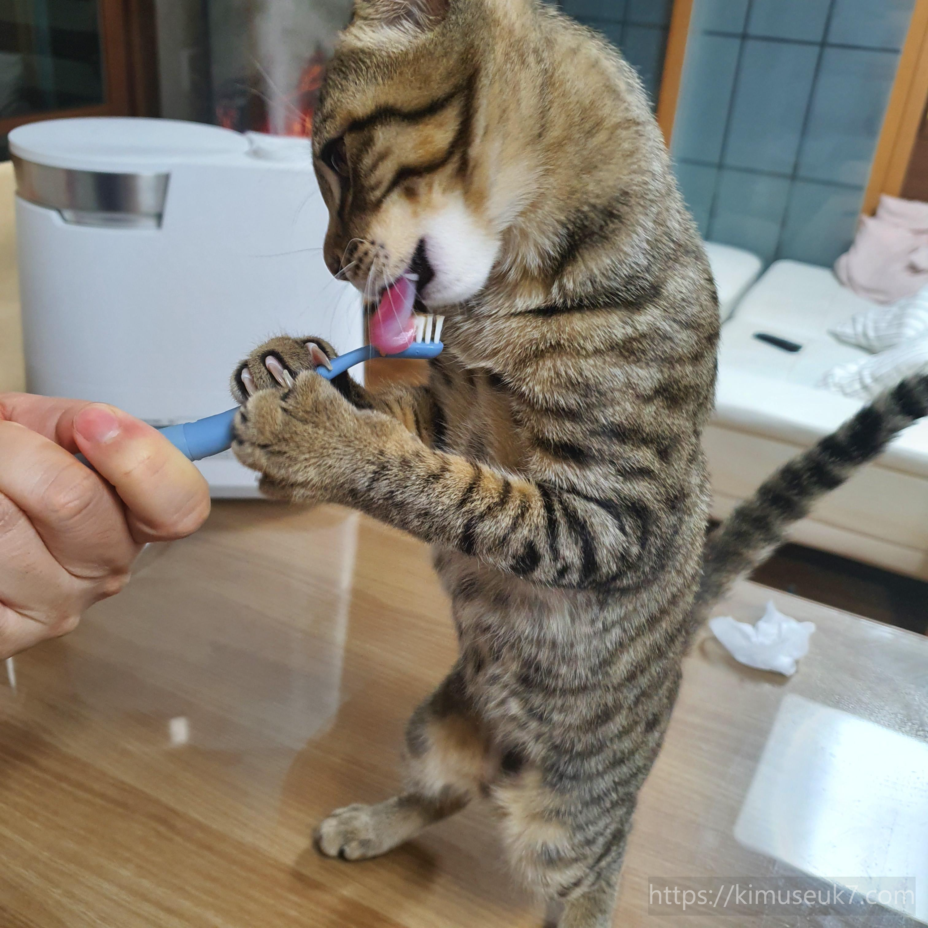 어린 고양이에게 처음 양치를 시도해 본 경험
