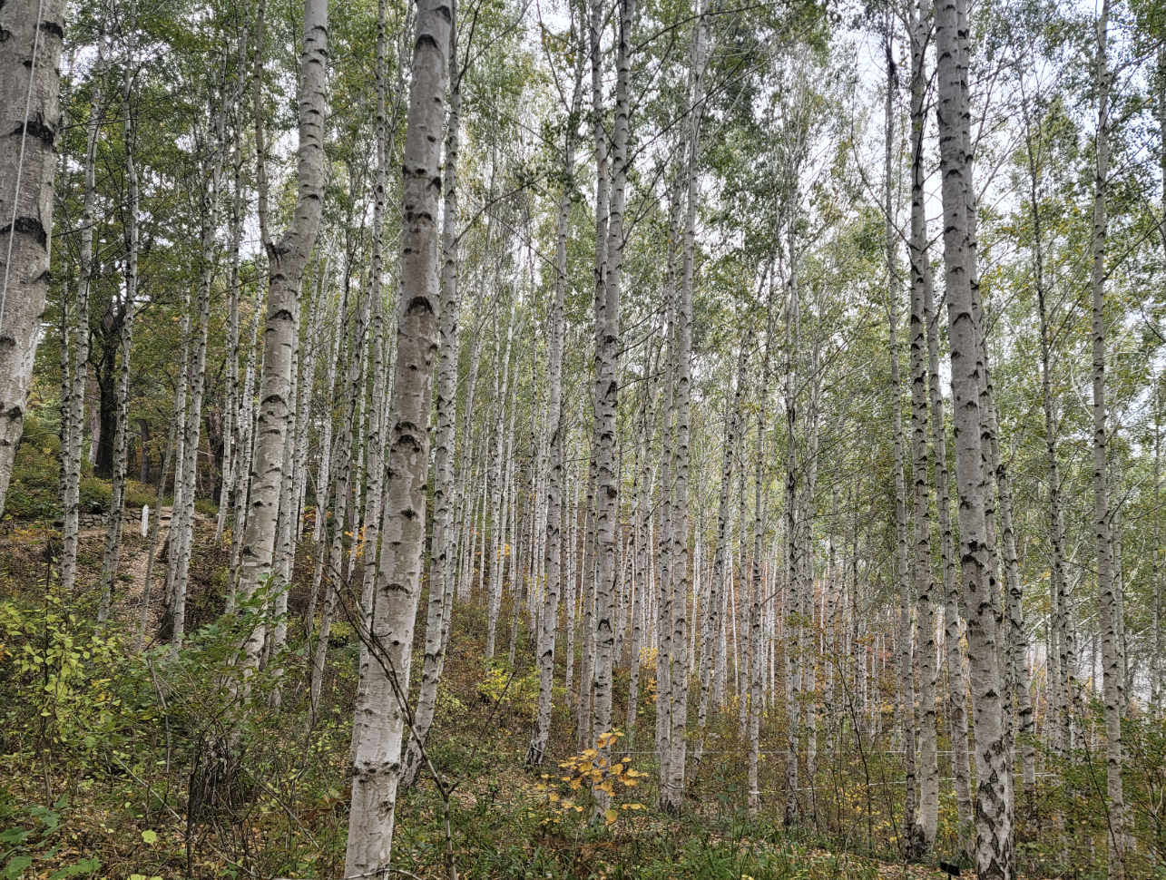 인제 원대리 자작나무숲