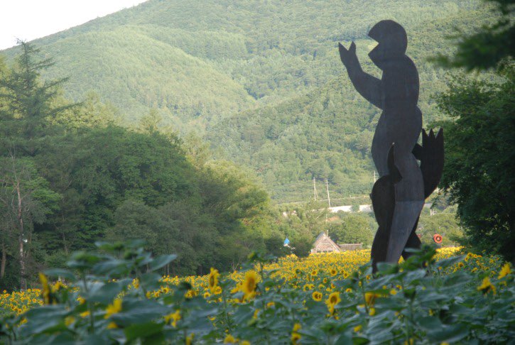 태백 해바라기축제