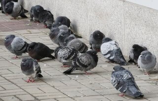 비둘기 먹이주기 금지