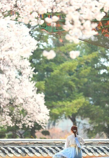 경복궁 벚꽃 축제 만개 개화시기 명소