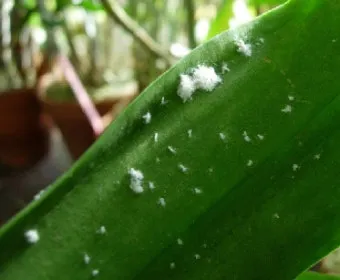 화분 깍지벌레 제거 면봉닦기 알코올희석 분무 재발방지 체크_6