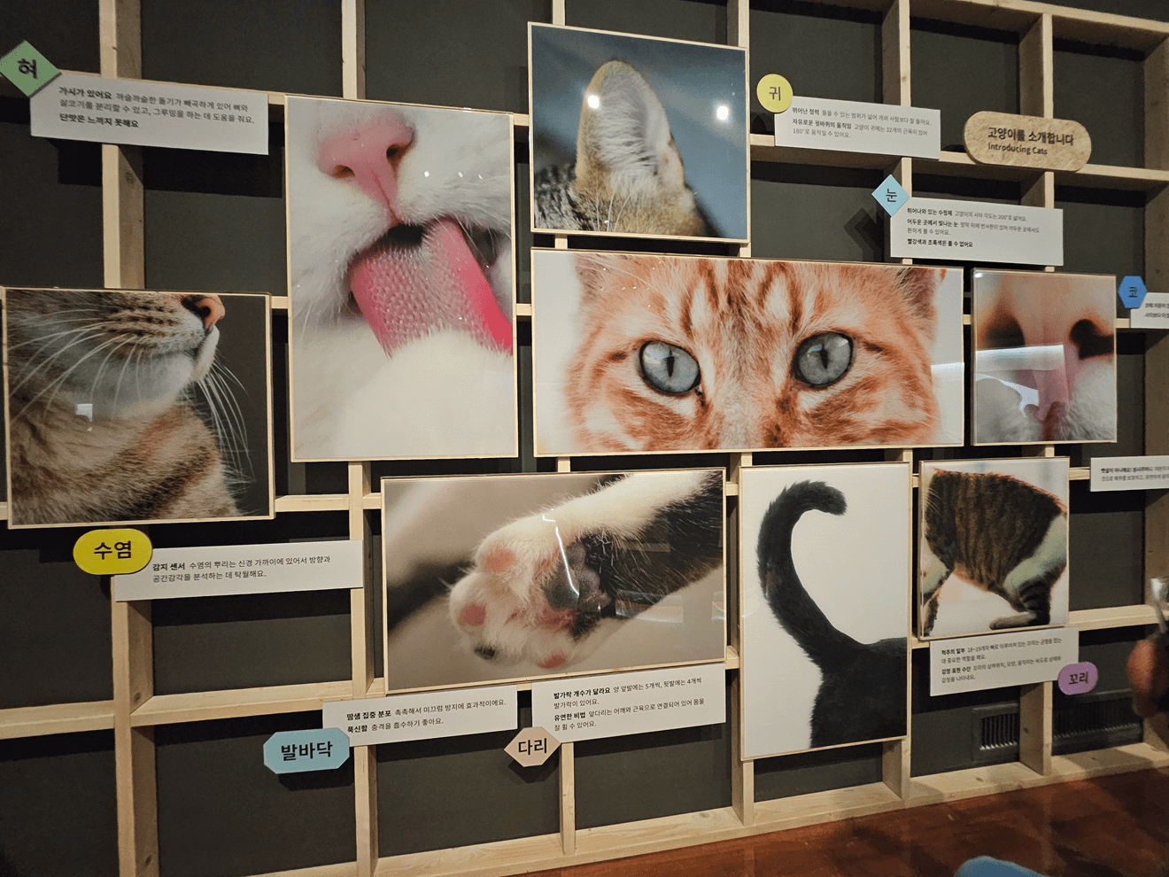 국립민속박물관, 고양이전시, 광화문전시, 종로전시, 추천전시, 어린이전시추천