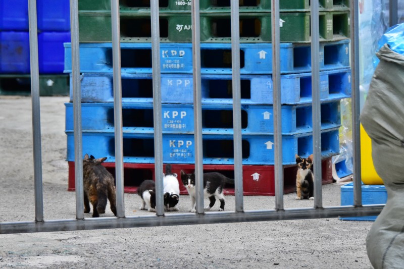 해운대 반여3동 삼어마을 고양이