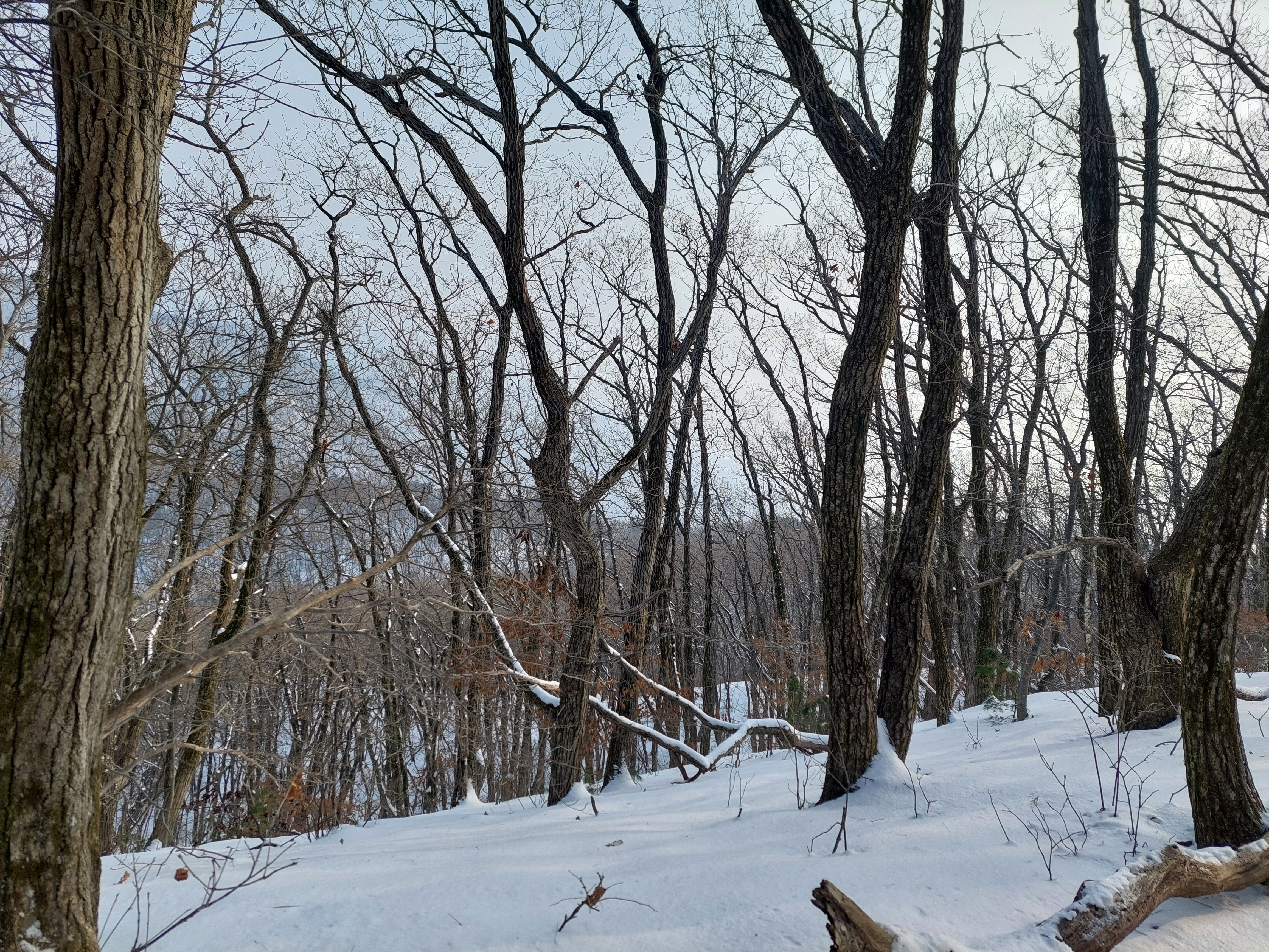 유명산