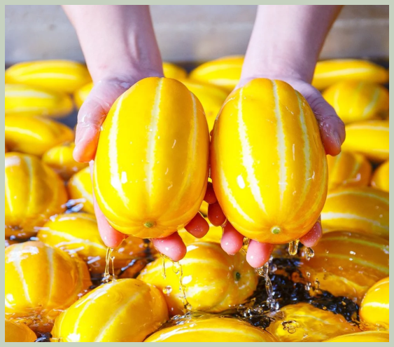 참외 고를 때 색깔