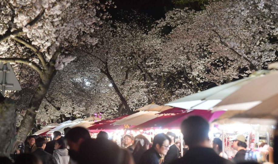 경주 벚꽃 축제 야경