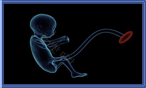 태아 발달과정 자세히 알아보자