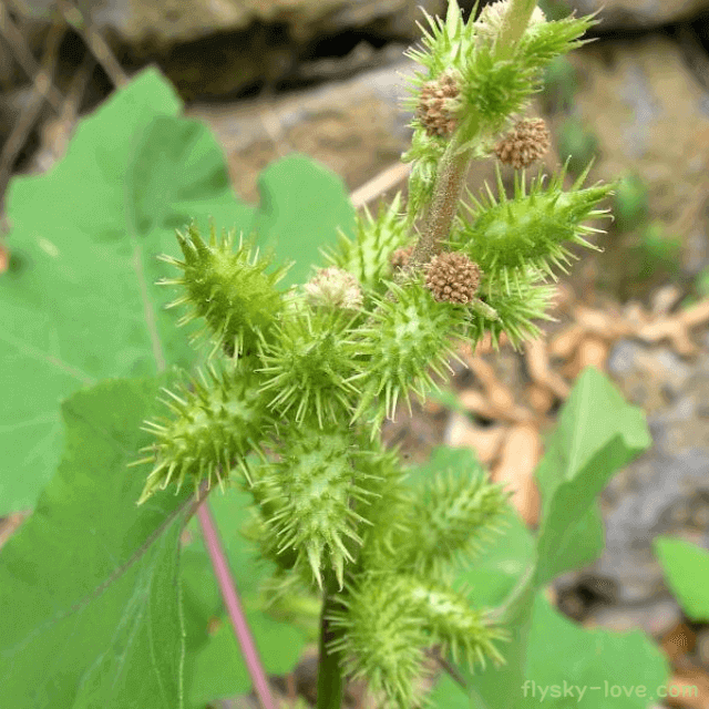 비염에 좋은 도꼬마리(창이자)