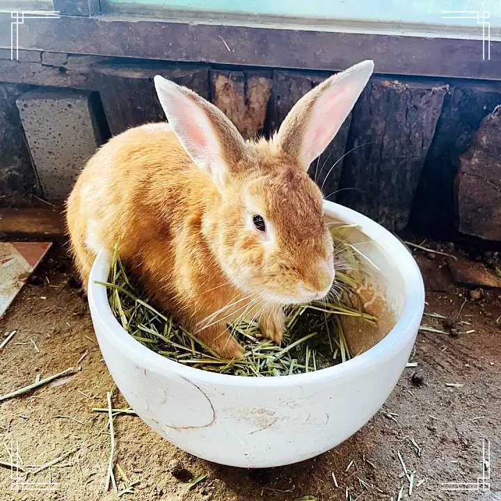 생방송오늘저녁 서울 근교 남양주 별내 토끼 고양이 강아지 뛰어노는 동물 체험 카페 맛집 추천