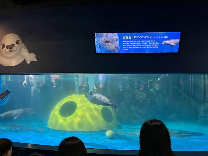 포동포동한 물범들