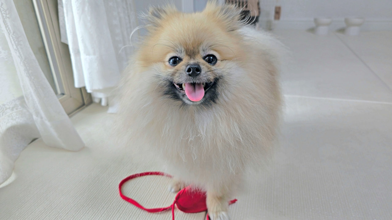 장마 산책 후 목욕한 강아지