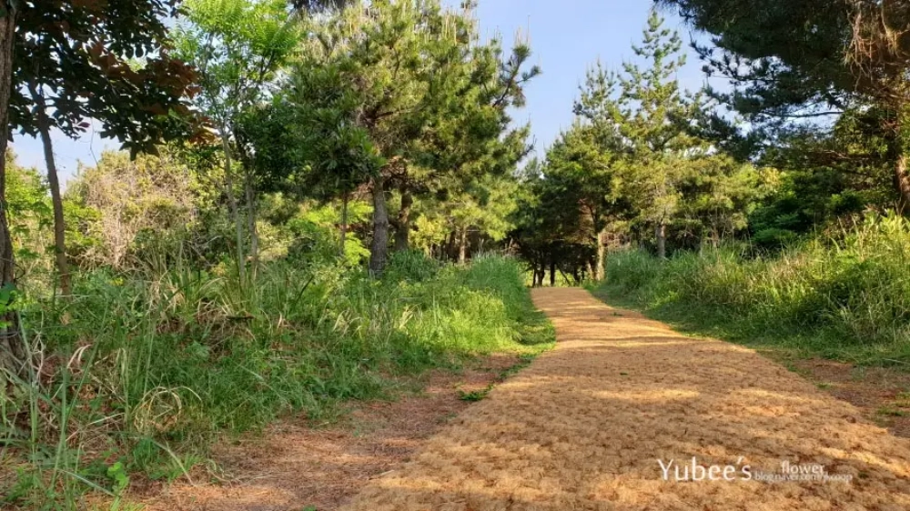 봉수대가 있는 곳으로 가는 길
