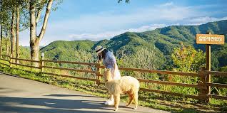 강원도 홍천 알파카월드 