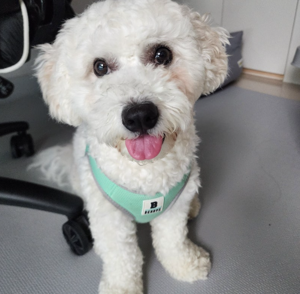 강아지 분리불안 해결 (원인, 훈련, 예방)