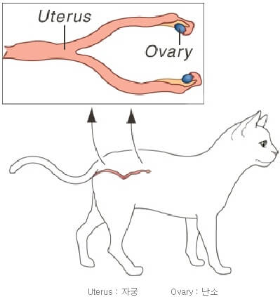 고양이자궁구조
