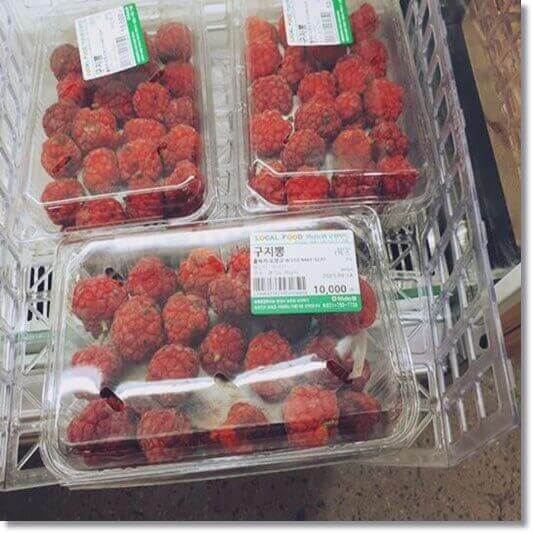 구찌 뽕 효능 및 활성 성분 활용법과 주의점