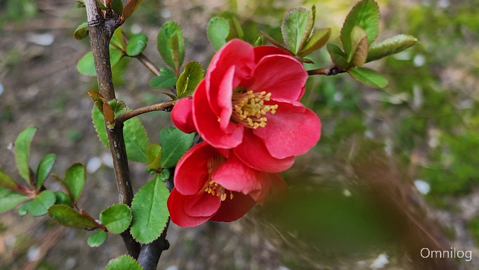 명자나무 꽃 ,산당화