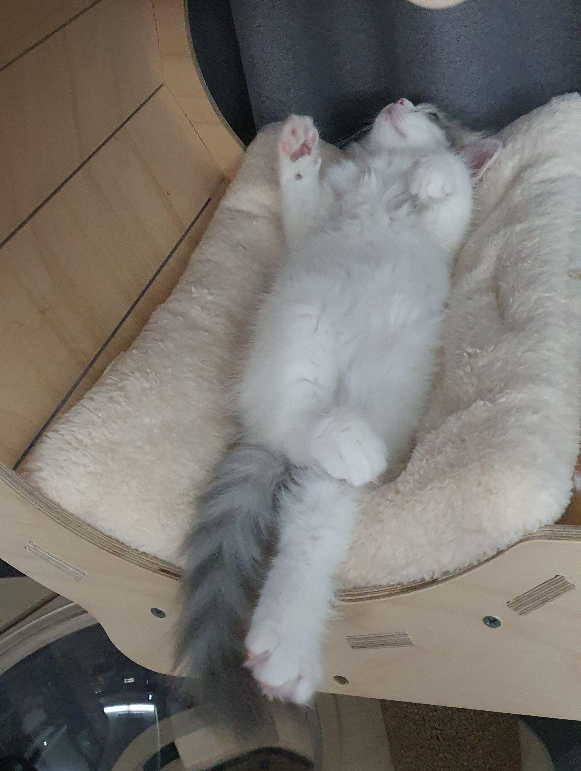 2022.02.13 쿵이는 캣타워러버