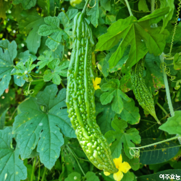 여주 효능│여주 효능 알고 드세요!