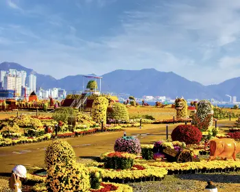 마산 가고파 국화축제_5