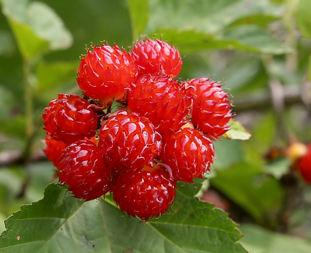 산딸기(Wild Strawberries)