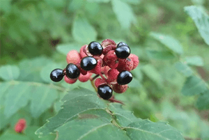 산초기름의 효능12