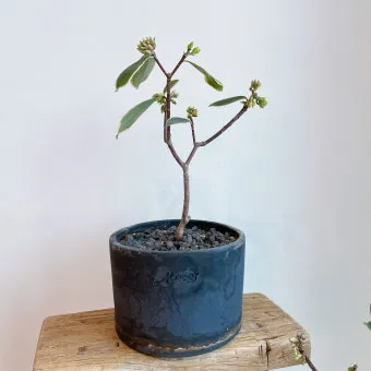 천리향 키우기와 향을 오래 유지하는 방법_13