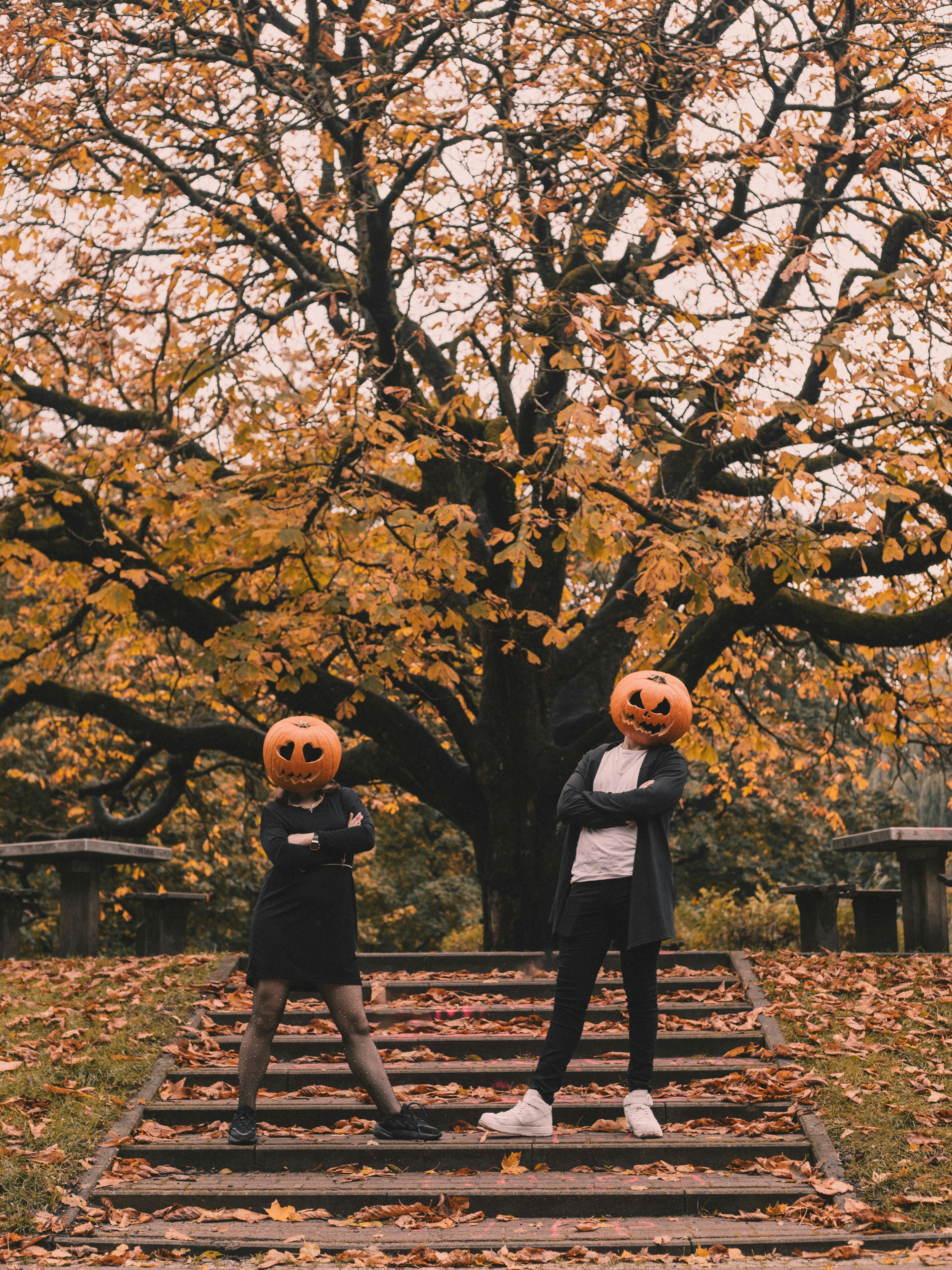 가을여행 핑크뮬리