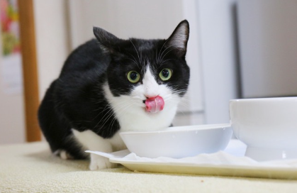 흰색과 검은색의 고양이.