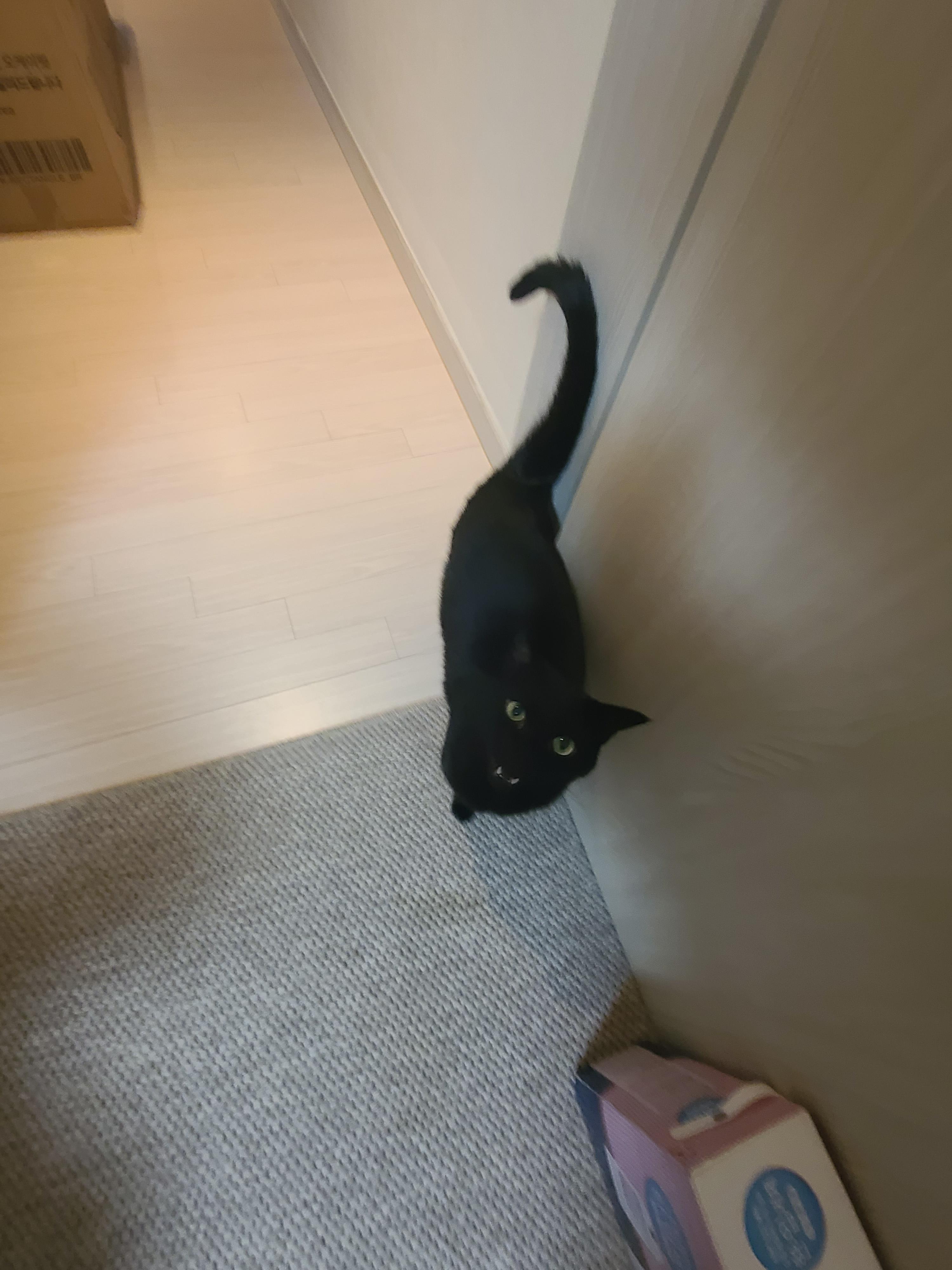 다시 다가온 아홉냥이들 화장실 모래 전체갈이!(feat.써유믹스,바우젠)