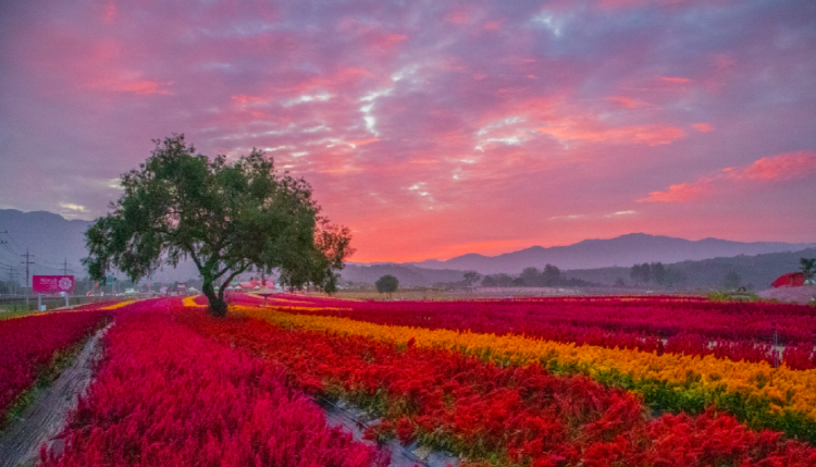 철원 고석정 꽃밭축제
