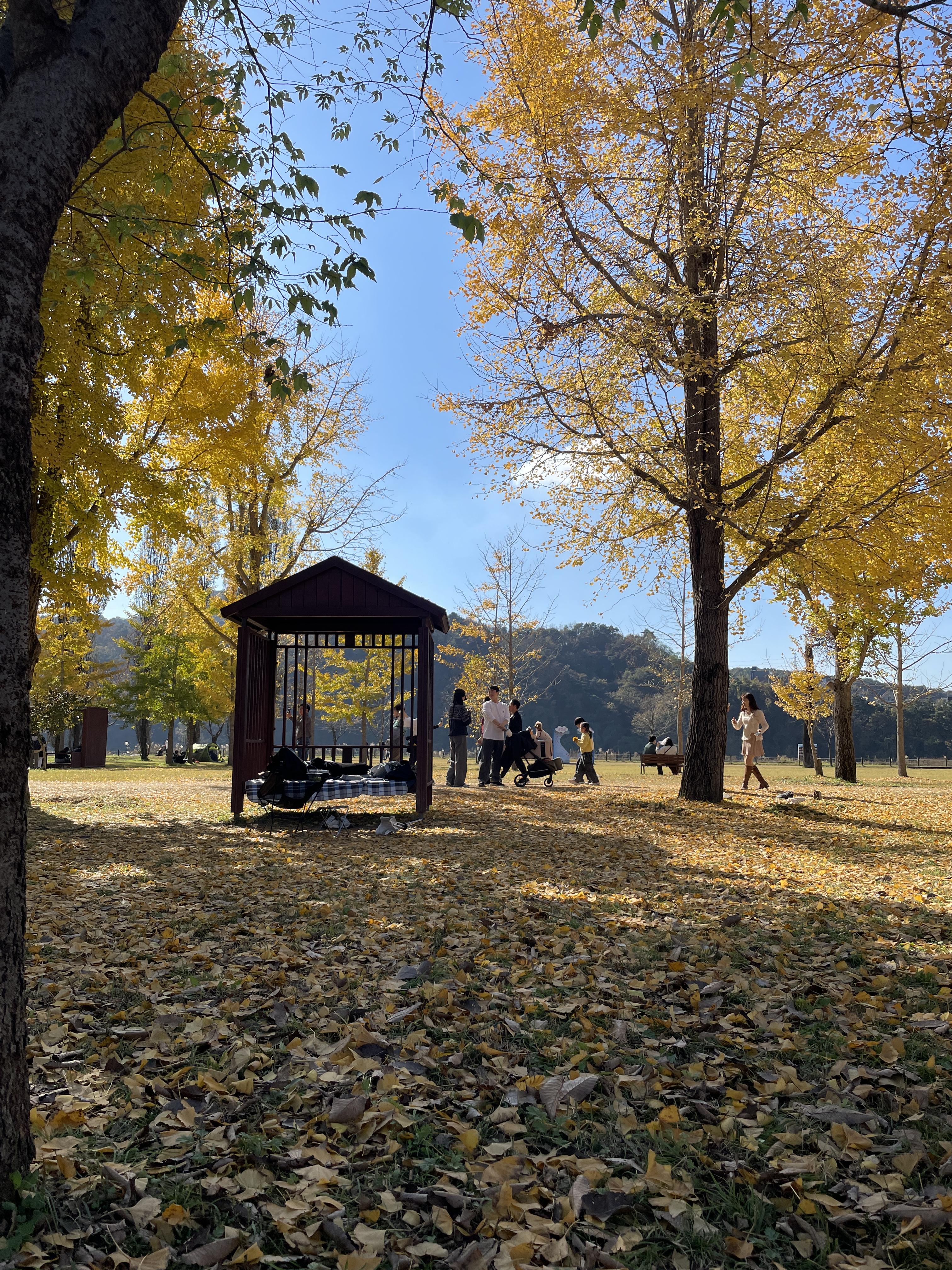 단풍놀이 강천섬